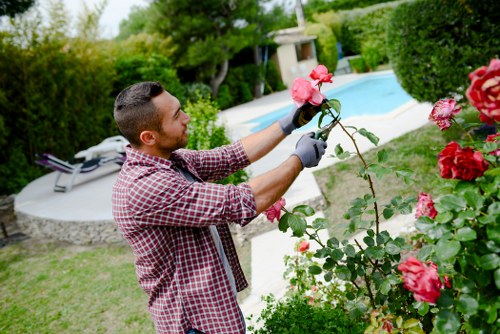 In a neatly landscaped backyard in Victoria, a man with short dark hair and a beard, wearing a maroon checkered shirt and gardening gloves, is pruning a blooming pink rose bush. Behind him, a well-maintained lawn with lush, dense grass extends towards a modern, in-ground swimming pool with a light-colored paved surround. The pool area is bordered by various shrubs and trees, including a small tree with thick foliage near the pool's edge and taller hedges providing privacy. To the left, a garden lounge chair is visible on the grass, indicating a relaxing outdoor space. The scene is set in bright sunlight with clear weather, highlighting the vibrant green of the plants and the bright pink of the roses. This image exemplifies professional gardening and lawn care services in the Victoria area, emphasizing landscape maintenance and garden aesthetic improvement, as provided by Landscapers Victoria.