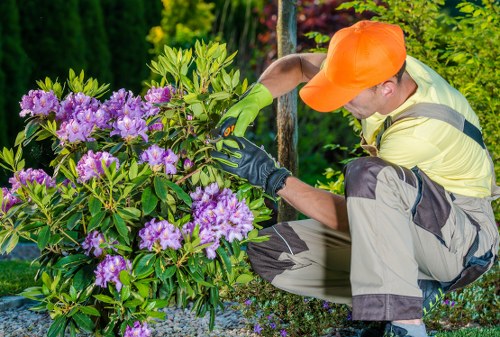 A gardener dressed in a yellow shirt, beige trousers, green gardening gloves, and an orange hat is kneeling in a well-maintained outdoor garden in Victoria, working on a large flowering shrub with vibrant purple blooms and glossy green leaves. The shrub is situated in a landscaped front yard with a mix of gravel and soil ground cover. Behind the gardener, there are various other plants, including small trees, shrubs, and a hedge, contributing to a lush, green environment. Dappled sunlight filters through the nearby trees, indicating a bright, clear day. The scene reflects professional lawn and garden care, emphasizing the maintenance of flowering plants and shrub trimming, consistent with local gardening services provided by Landscapers Victoria. The garden layout highlights a neat mass of lawn or gravel, bordered by diverse plantings, illustrating the healthy, active outdoor space that a professional gardening service can help maintain.