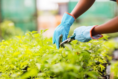 A close-up photograph of a gardener wearing light blue gardening gloves with orange trim, carefully pruning vibrant green foliage in a well-maintained outdoor garden. The plants feature fresh, healthy leaves and are cultivated in neatly bordered flower beds that are part of a larger landscaped yard. In the background, a paved area with wooden decking and a lawn with dense, evenly cut grass are visible, along with a backdrop of mature trees providing natural shade. The scene is illuminated by bright, natural daylight, suggesting clear weather. The garden layout includes well-organized borders, and the overall environment appears tidy and cared for, with a focus on outdoor maintenance and landscaping. This scene aligns with professional gardening services such as those offered by Landscapers Victoria, serving the Victoria area and surrounding postcodes, focusing on garden upkeeping, pruning, and decking repairs.