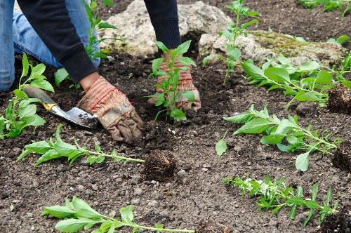 Professional landscaper designing a Victoria garden