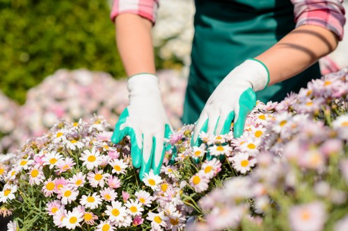 The image shows a person tending to a flower bed in an outdoor garden setting, with their hands, wearing green gardening gloves, carefully handling the flowers. The garden features a dense arrangement of daisies with white petals and yellow centers, occupying the foreground. Behind the flower bed, there is a neatly trimmed hedge or shrubbery, providing a natural green backdrop. The person’s attire includes a long-sleeved shirt with rolled-up sleeves, suggesting comfortable gardening clothing suitable for outdoor work. The background indicates a well-maintained garden environment on a sunny day, with natural light highlighting the vibrant colours of the flowers and greenery. This scene exemplifies typical garden maintenance activities and landscape care, aligning with professional gardening and landscaping services offered by Landscapers Victoria in the Victoria area, with a focus on flower bed care and outdoor garden improvement in the local outdoor environment.