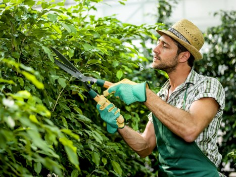 A man wearing a straw hat, green gardening gloves, and a checked shirt is trimming a dense, leafy hedge with a pair of pruning shears in a well-maintained outdoor garden. The garden features a lush green lawn in the foreground, with the hedge forming a prominent border along the middle ground. Behind the hedge, there are tall trees and additional shrubbery, indicating a landscaped residential outdoor space typical of the Victoria area. The scene is illuminated by natural daylight, highlighting the vibrant green tones of the foliage and the healthy appearance of the plants. The man appears focused on maintaining the neat and tidy appearance of the hedge, which is part of a larger garden layout that includes soil beds and possibly paved pathways or wooden decking bordering the lawn. This image captures outdoor gardening work, relevant to gardening and landscaping services offered by landscapers Victoria, showcasing skilled hedge trimming as part of outdoor maintenance to enhance garden aesthetics.