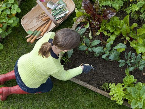 A woman with light brown hair tied back, wearing a bright yellow knitted sweater, blue jeans, and red rubber boots, is kneeling on a lush green lawn while working in a vegetable garden bed. The garden bed is bordered by a wooden frame and contains various leafy green plants, including lettuce and possibly kale, growing in dark, healthy soil. To her left, gardening tools such as a small rake and trowel are placed on a wooden tray resting on the grass. Behind her, a lush, well-maintained garden features additional greenery and mature bushes, with the scene set outdoors in natural daylight on a clear day, suggesting it is spring or summer in Victoria. The overall environment reflects attentive outdoor gardening care typical of gardening services offered by Landscapers Victoria, with a focus on vegetable and flower bed maintenance in a residential garden context near Victoria postcodes.